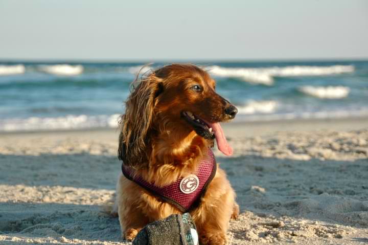 Things To Do Sandy Paws Bed and Biscuit Inn